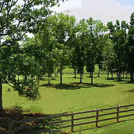 view of one of our horse pastures during summer